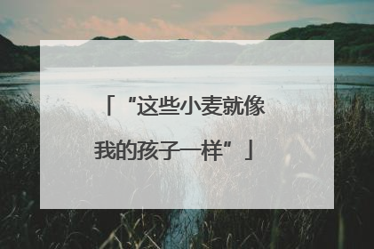 “这些小麦就像我的孩子一样”