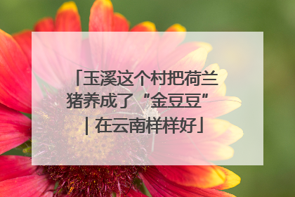 玉溪这个村把荷兰猪养成了“金豆豆”｜在云南样样好