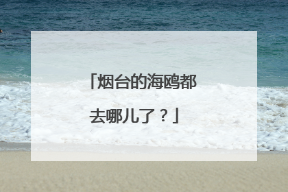 烟台的海鸥都去哪儿了？