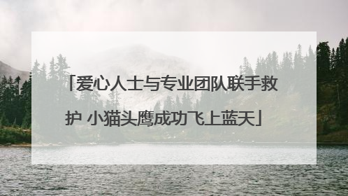 爱心人士与专业团队联手救护 小猫头鹰成功飞上蓝天