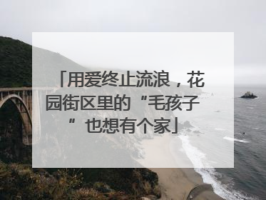 用爱终止流浪，花园街区里的“毛孩子”也想有个家