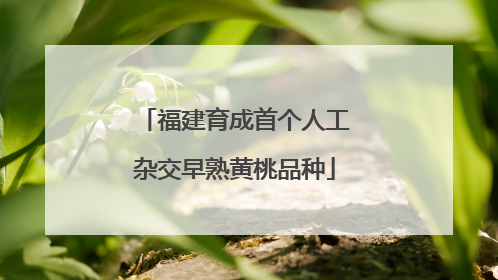 福建育成首个人工杂交早熟黄桃品种
