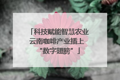 科技赋能智慧农业 云南咖啡产业插上“数字翅膀”