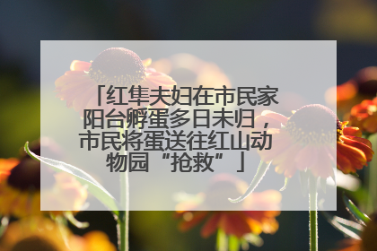 红隼夫妇在市民家阳台孵蛋多日未归，市民将蛋送往红山动物园“抢救”