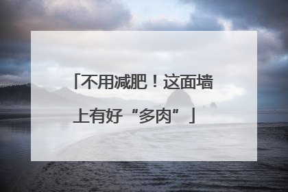 不用减肥！这面墙上有好“多肉”