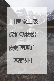 国家二级保护动物蜡皮蜥再现广西野外