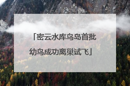 密云水库鸟岛首批幼鸟成功离巢试飞