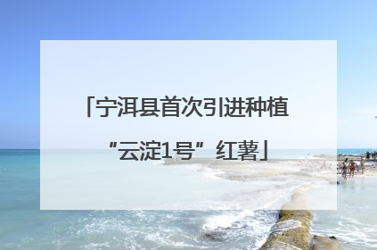宁洱县首次引进种植“云淀1号”红薯