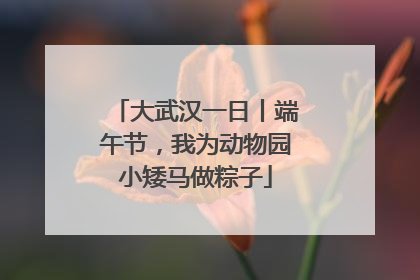大武汉一日丨端午节，我为动物园小矮马做粽子