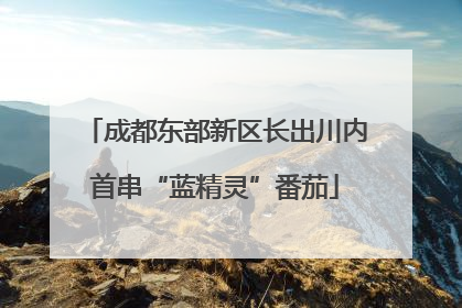 成都东部新区长出川内首串“蓝精灵”番茄