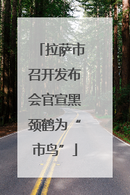 拉萨市召开发布会官宣黑颈鹤为“市鸟”