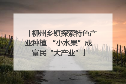 柳州乡镇探索特色产业种植 “小水果”成富民“大产业”