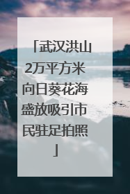 武汉洪山2万平方米向日葵花海盛放吸引市民驻足拍照