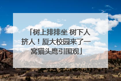 树上排排坐 树下人挤人！厦大校园来了一窝猫头鹰引围观