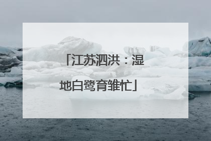 江苏泗洪：湿地白鹭育雏忙