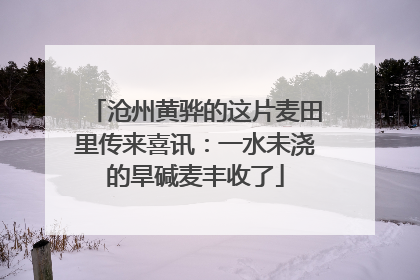 沧州黄骅的这片麦田里传来喜讯：一水未浇的旱碱麦丰收了