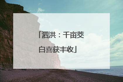 泗洪：千亩茭白喜获丰收