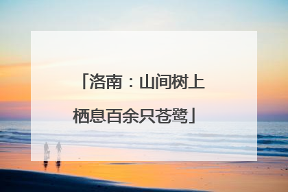 洛南：山间树上栖息百余只苍鹭