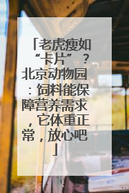 老虎瘦如“卡片”？北京动物园：饲料能保障营养需求，它体重正常，放心吧