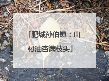 肥城孙伯镇：山村油杏满枝头