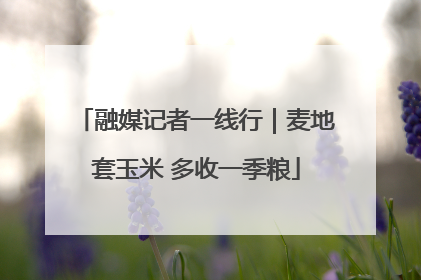 融媒记者一线行｜麦地套玉米 多收一季粮