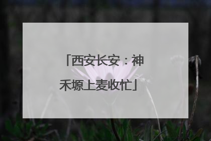 西安长安：神禾塬上麦收忙