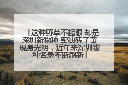 这种野草不起眼 却是深圳新物种 密穗砖子苗现身光明，近年来深圳物种名录不断刷新