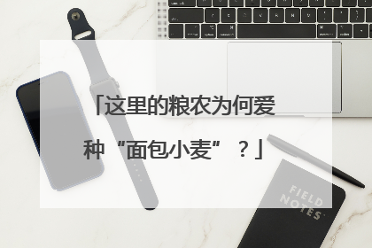 这里的粮农为何爱种“面包小麦”？