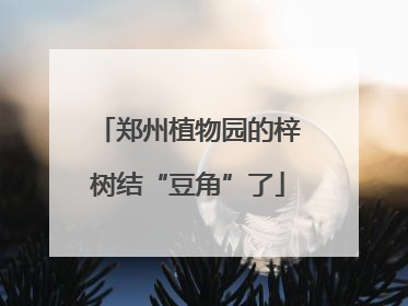郑州植物园的梓树结“豆角”了
