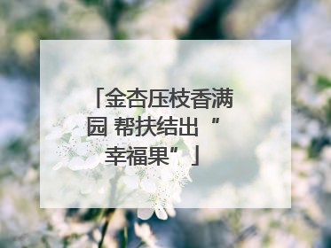 金杏压枝香满园 帮扶结出“幸福果”