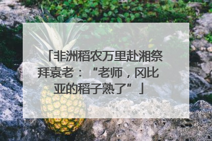 非洲稻农万里赴湘祭拜袁老：“老师，冈比亚的稻子熟了”