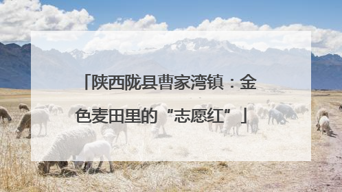 陕西陇县曹家湾镇：金色麦田里的“志愿红”