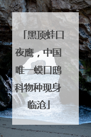 黑顶蛙口夜鹰，中国唯一蟆口鸱科物种现身临沧