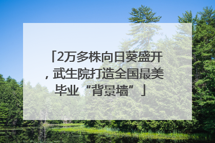 2万多株向日葵盛开，武生院打造全国最美毕业“背景墙”