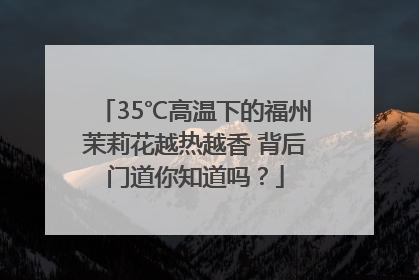 35℃高温下的福州茉莉花越热越香 背后门道你知道吗？