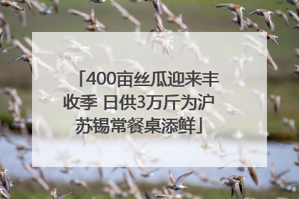 400亩丝瓜迎来丰收季 日供3万斤为沪苏锡常餐桌添鲜